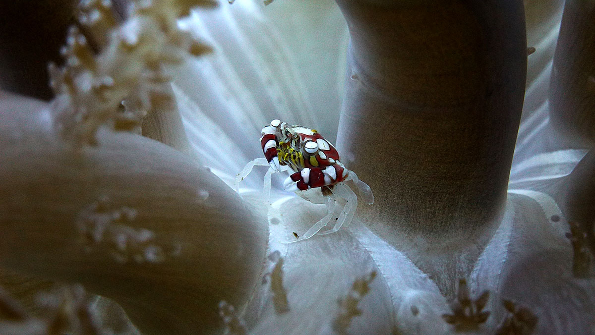 Harlequin crab diving at Metita Resort
