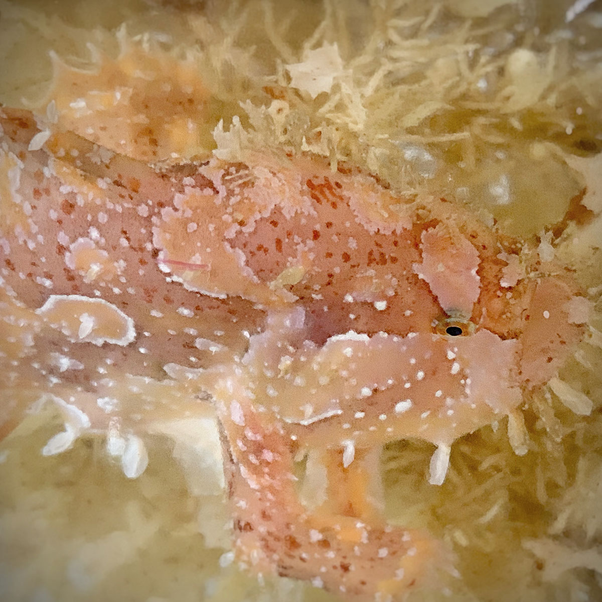 Porcelain frogfish at Metita Dive Resort
