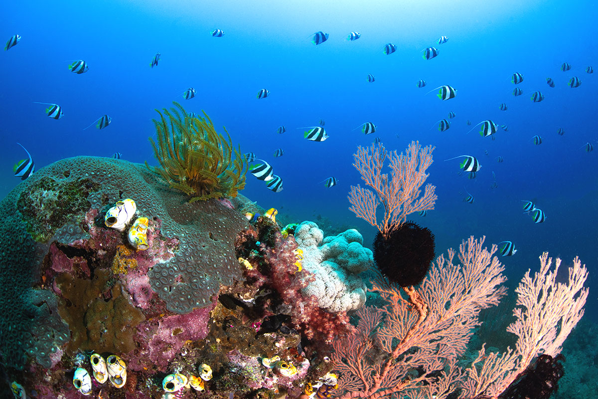 Reef diving & wide-angle photography at Metita Dive Resort
