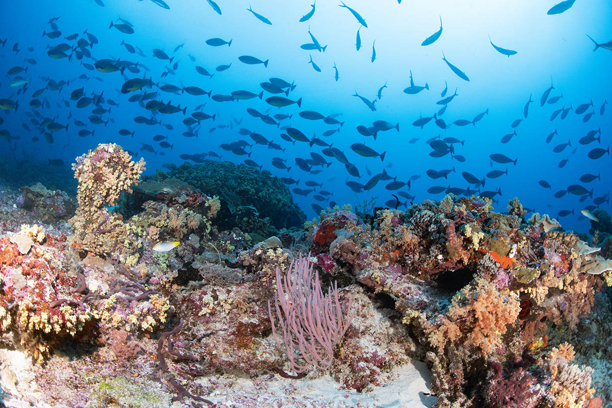 Reef diving & wide-angle photography at Metita Dive Resort
