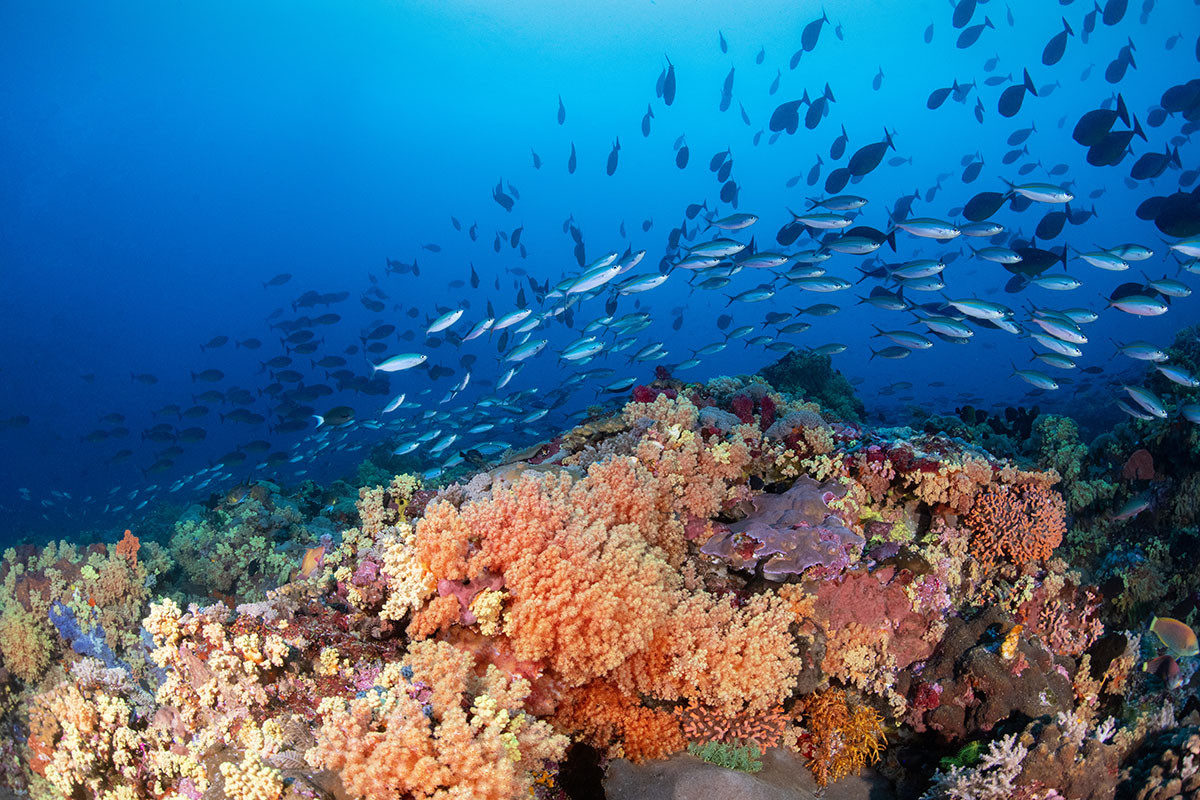 Reef diving & wide-angle photography at Metita Dive Resort
