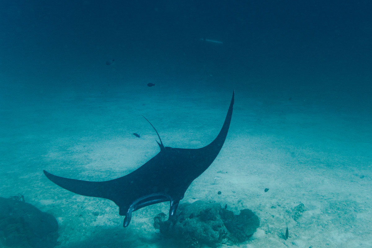 Manta diving in Komodo with Nataraja yacht
