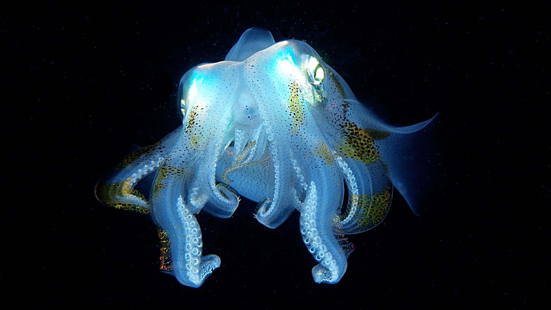 iridescent cephalopod in Lembeh