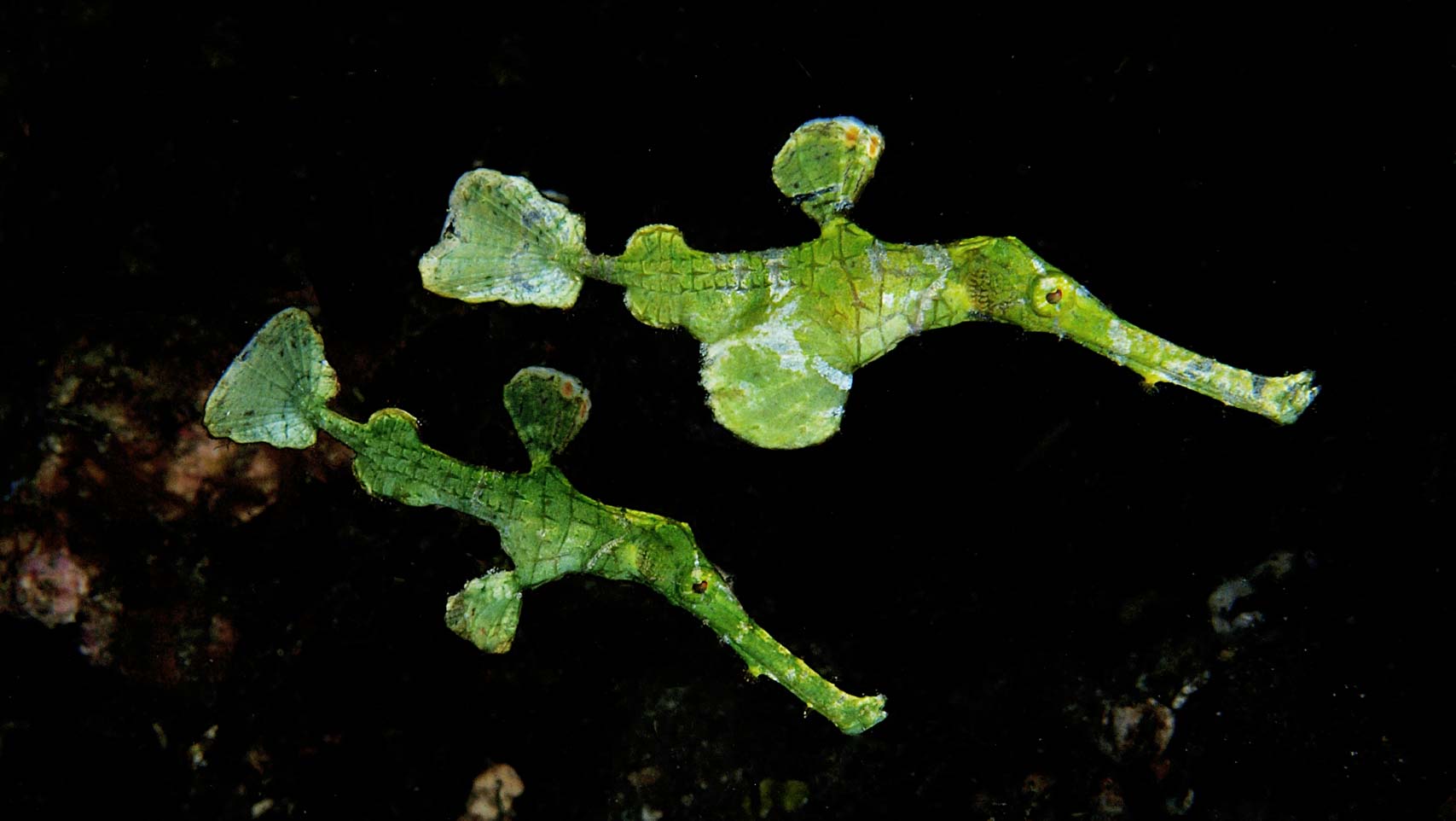 Leaf ghost pipefish in Lembeh
