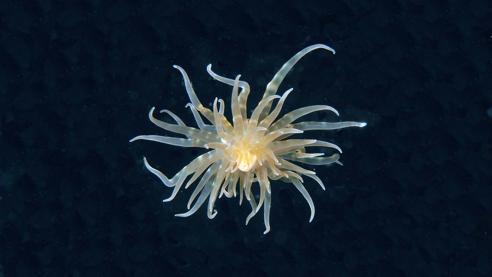 Translucent critters in Lembeh