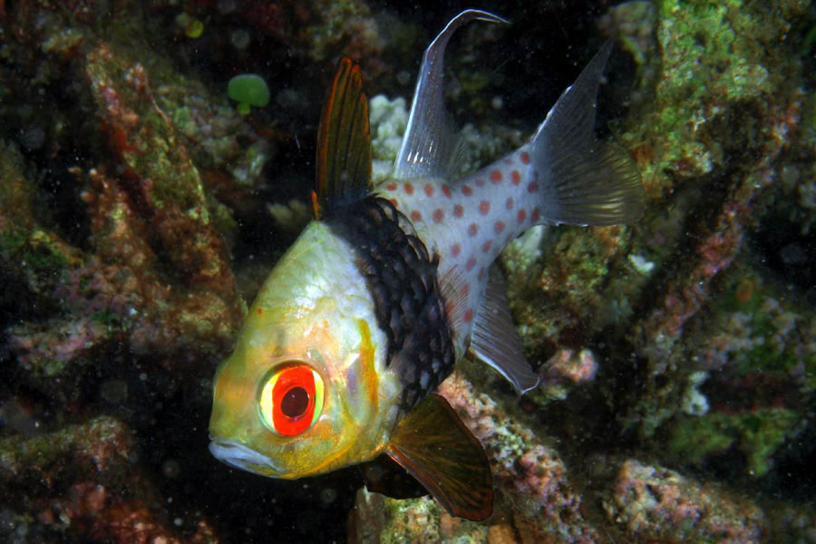Sphaeramia nematoptera in Lembeh