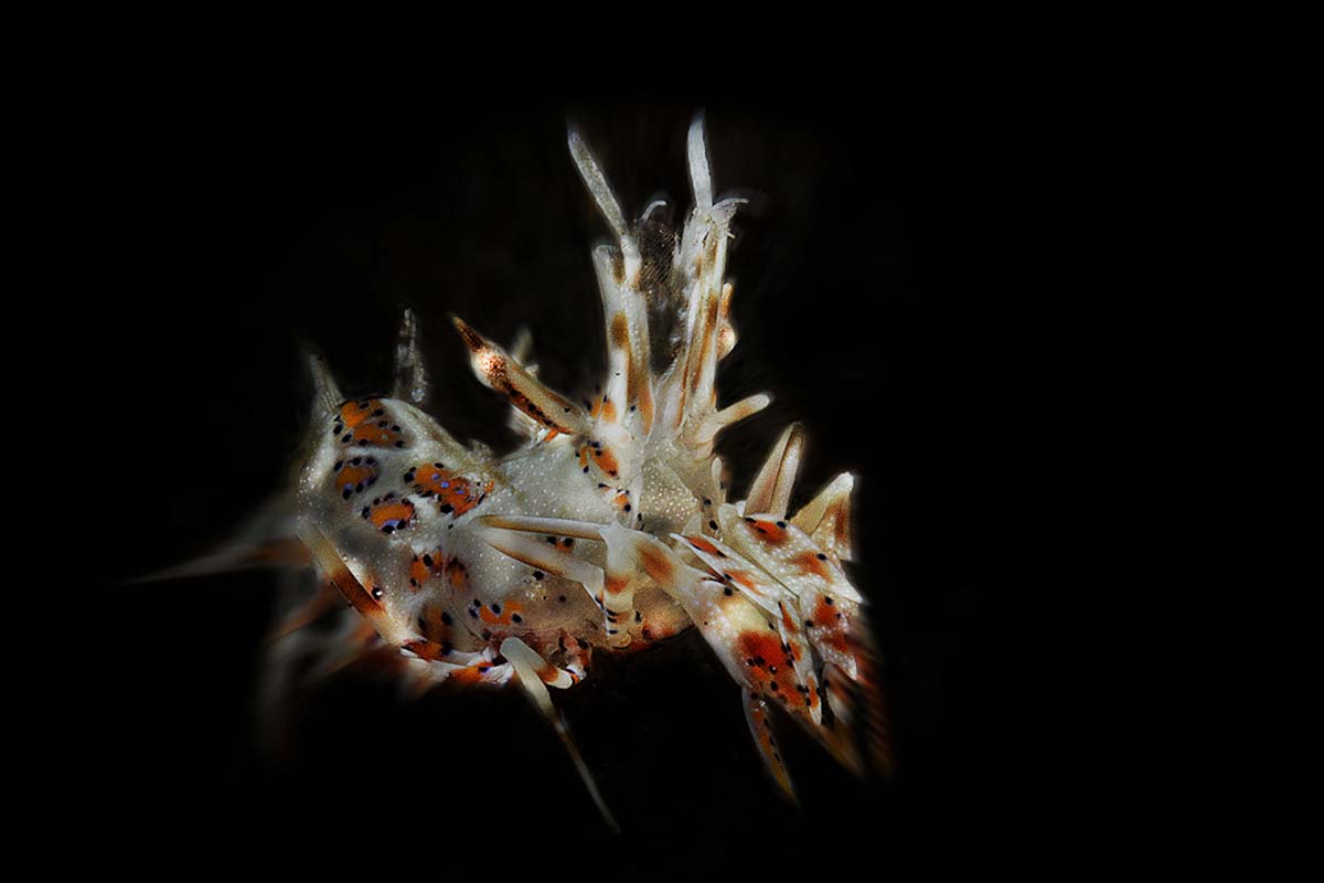Phyllognatia ceratophthalmus in Lembeh