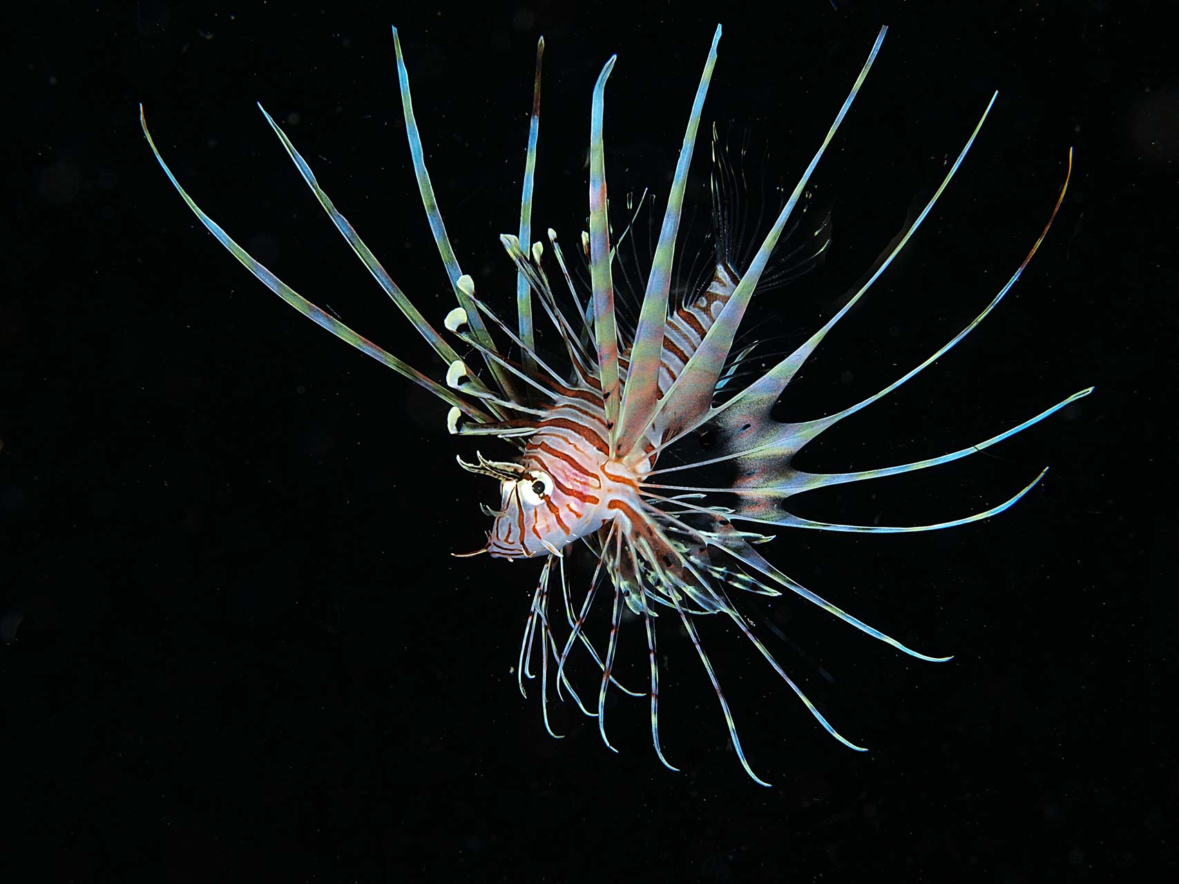 Pterois lionfish  in Lembeh