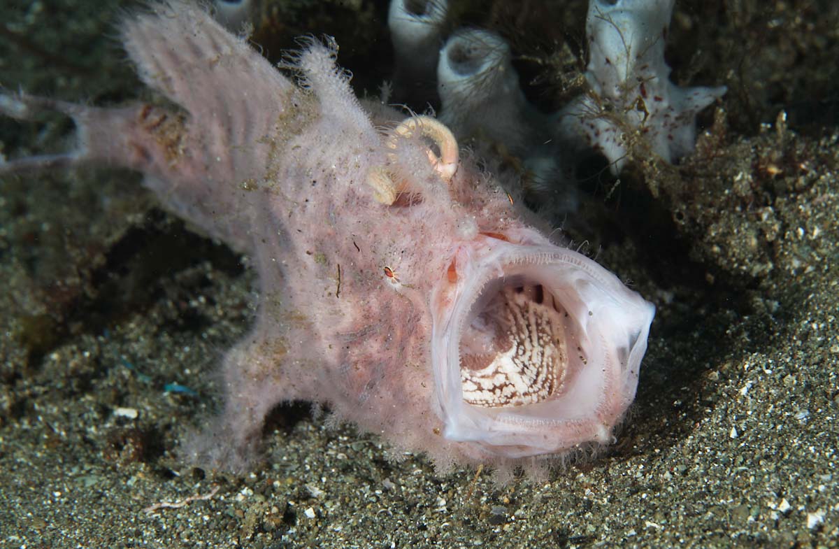 Antennarius striatus striated frogfish in Lembeh