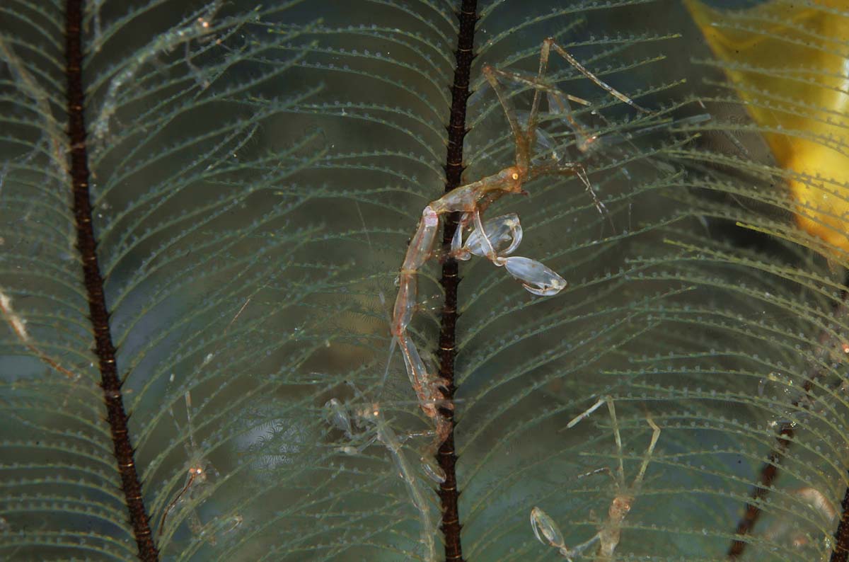 Caprellidae skeleton shrimp colony in Lembeh