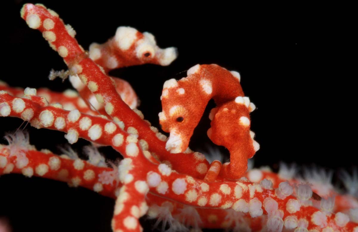 Pigmy seahorse Denise in northe Sulawesi