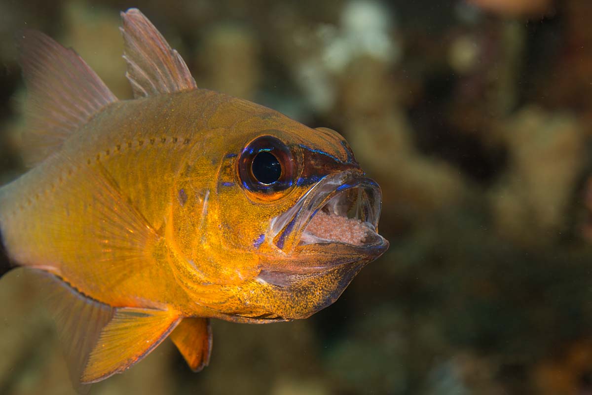 Cardinal fish with eggs in Lembeh