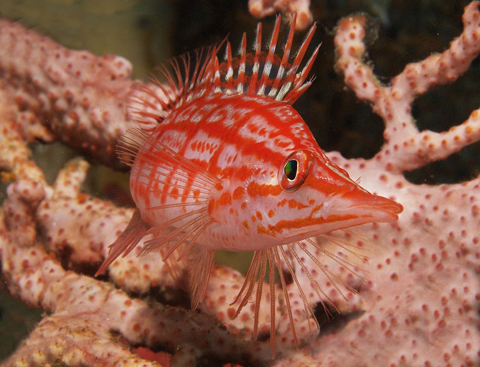 Hawfish in Lembeh