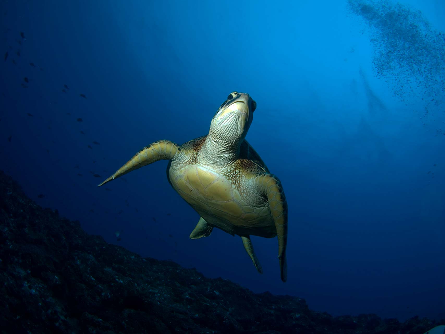 Sea turtle in north Sulawesi