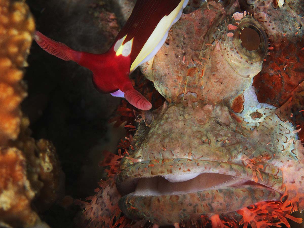 Symbiosis stonefish and nembrotha in Lembeh