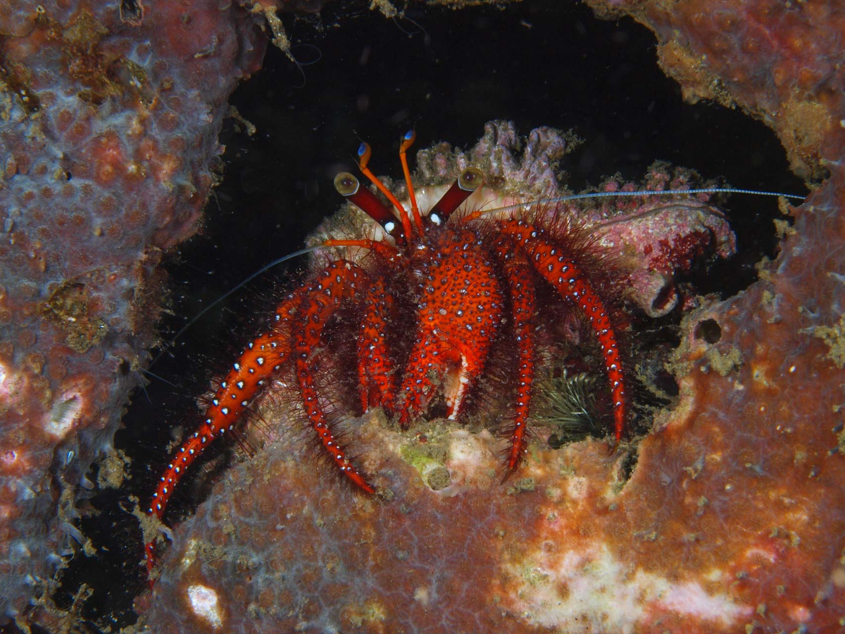 Hermit crab anemone in north 