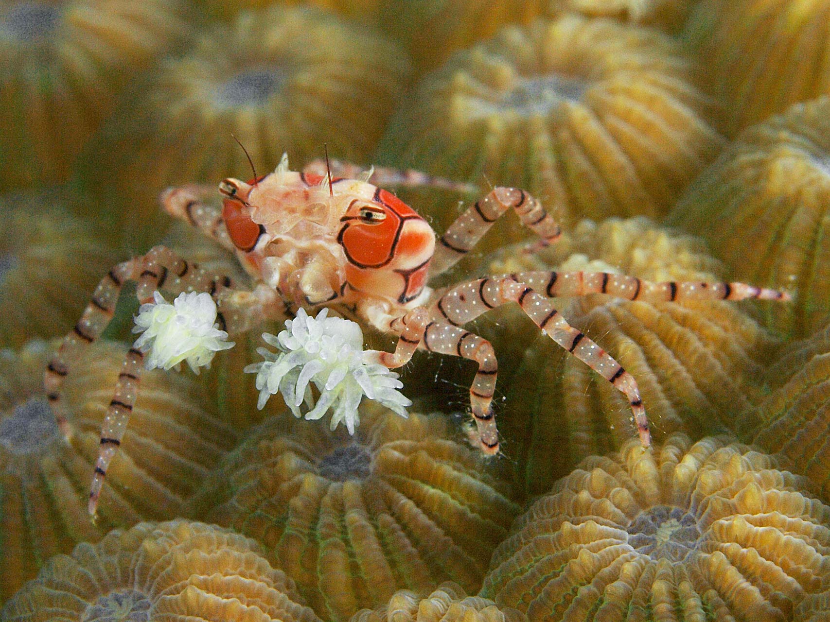 Boxer crab anemone in north Sulawesi