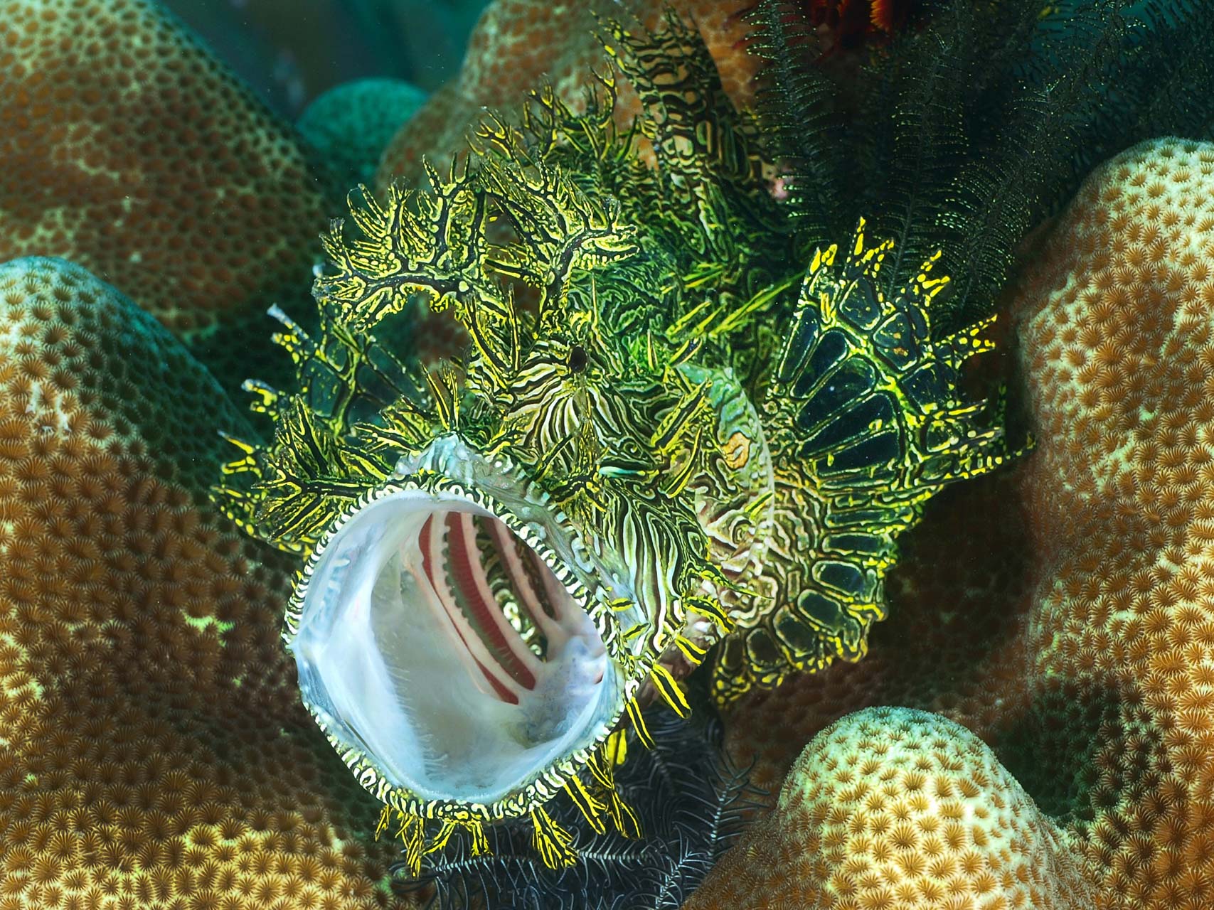Rhinopias in Lembeh