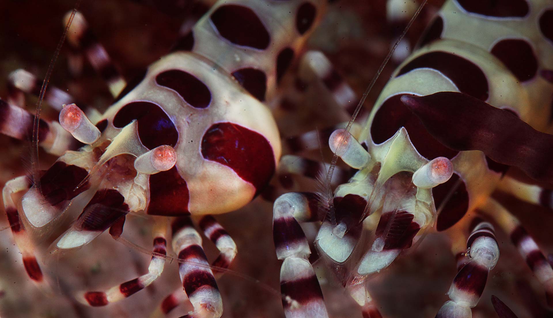 Couple of Coleman shrimp in north Sulawesi
