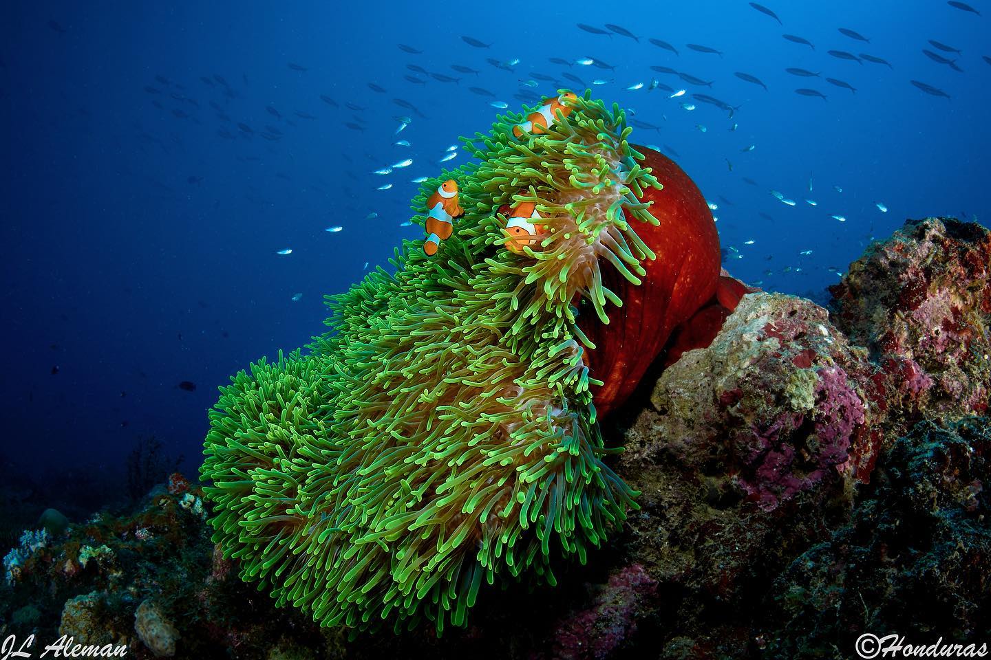 Dive cruises in Indonesia with Ondina