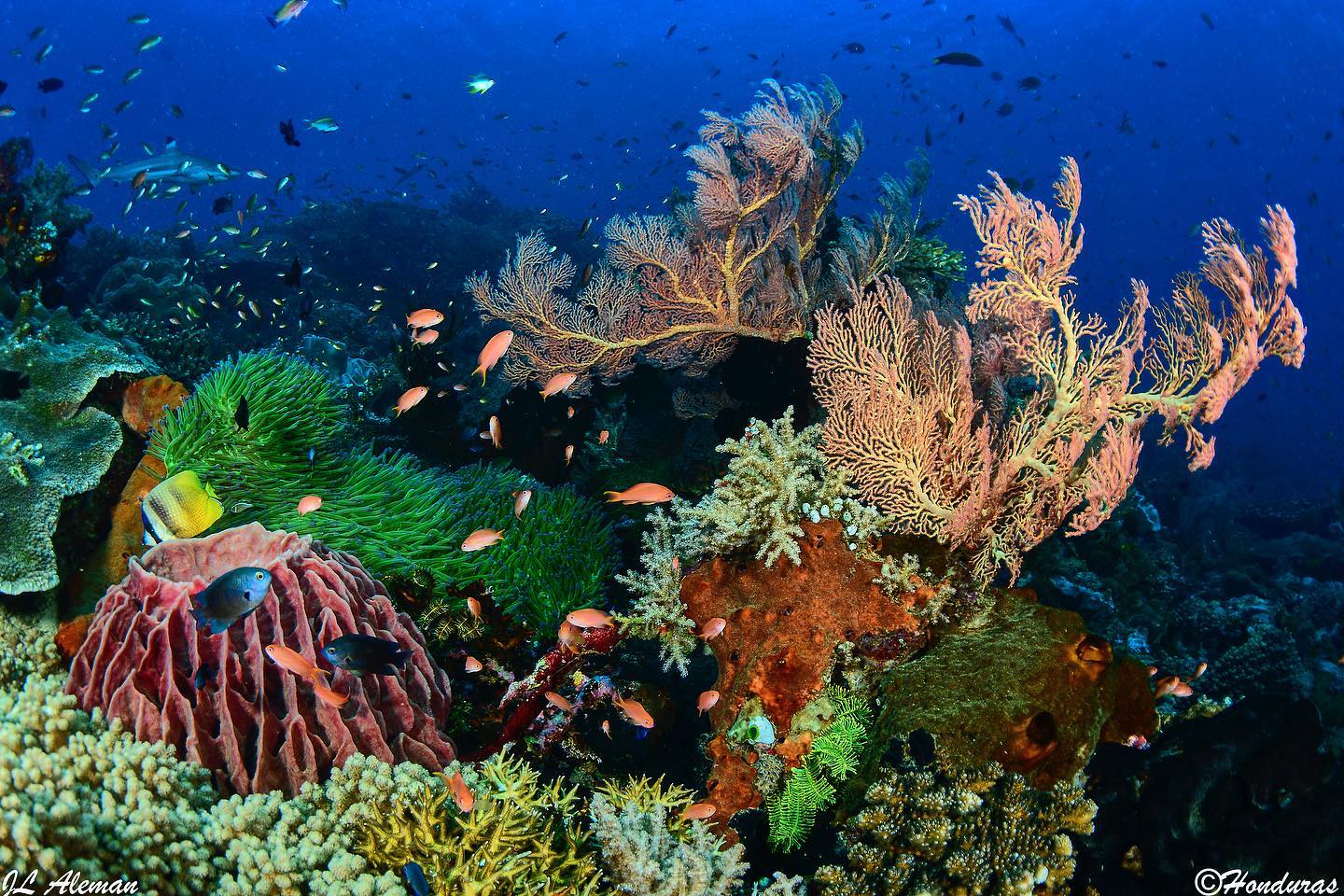 Dive cruises in Indonesia with Ondina
