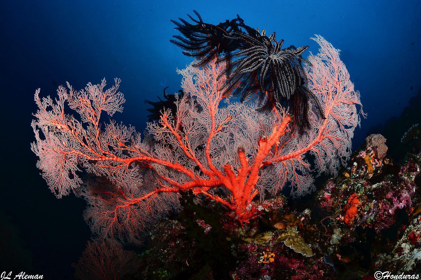 Dive cruises in North Moluccas with 