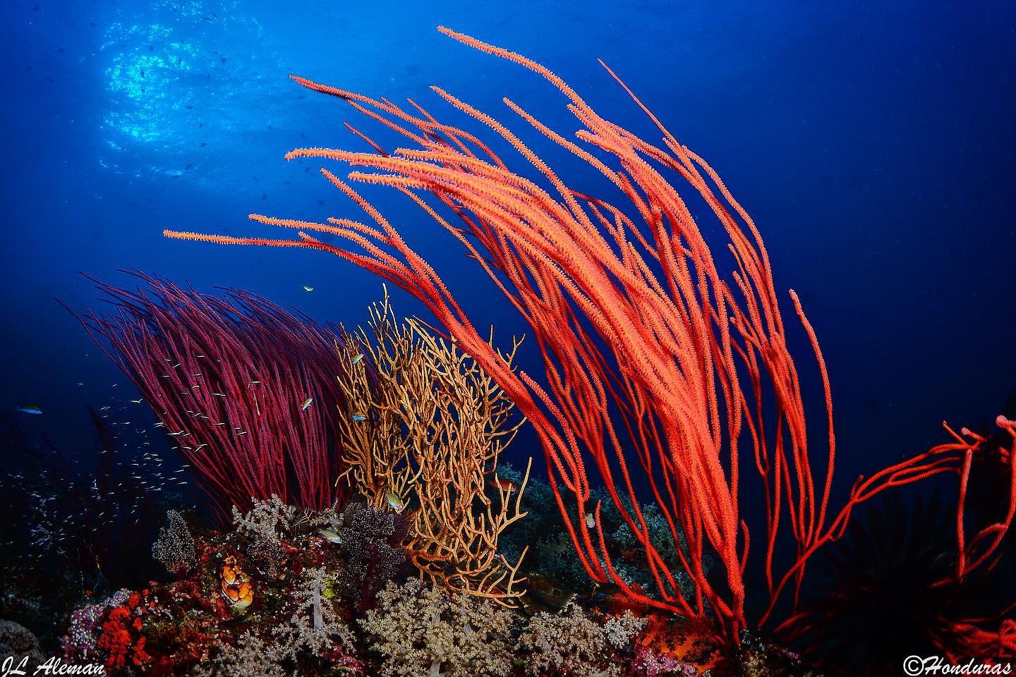 Ondina dive cruises from Raja Ampat to Halmahera