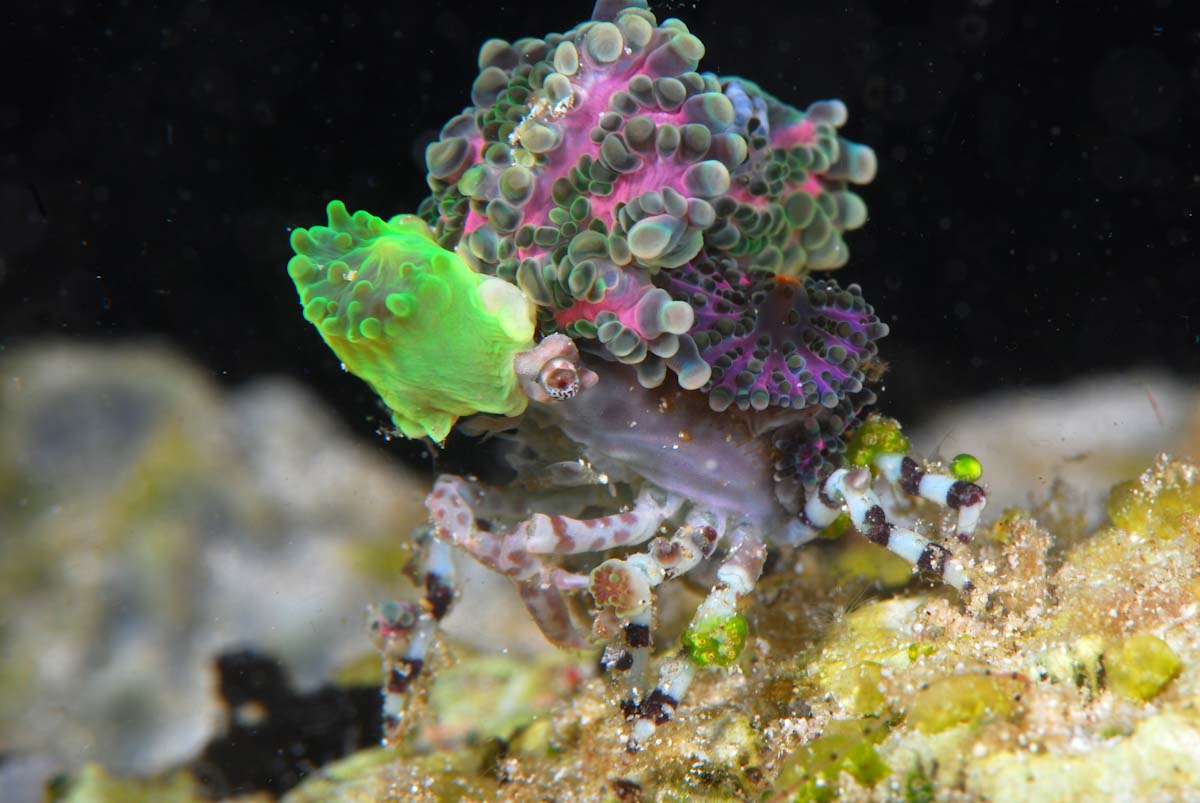 Dive cruises in Raja Ampat with Ondina Liveaboard