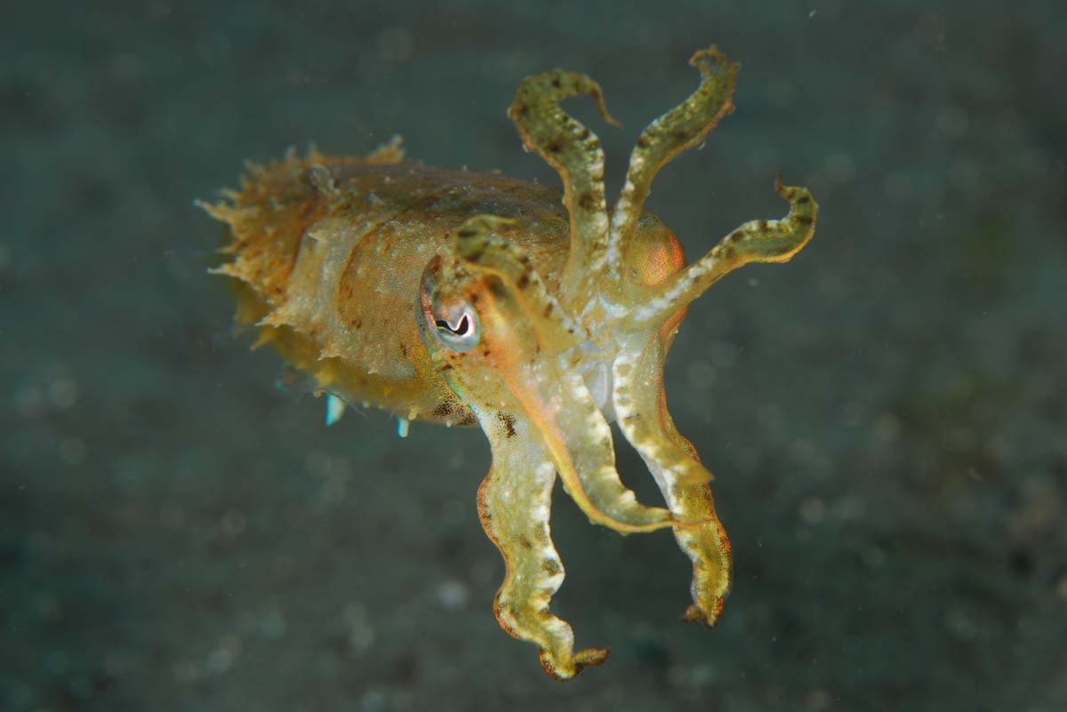 Dive cruises in Raja Ampat with Ondina Liveaboard
