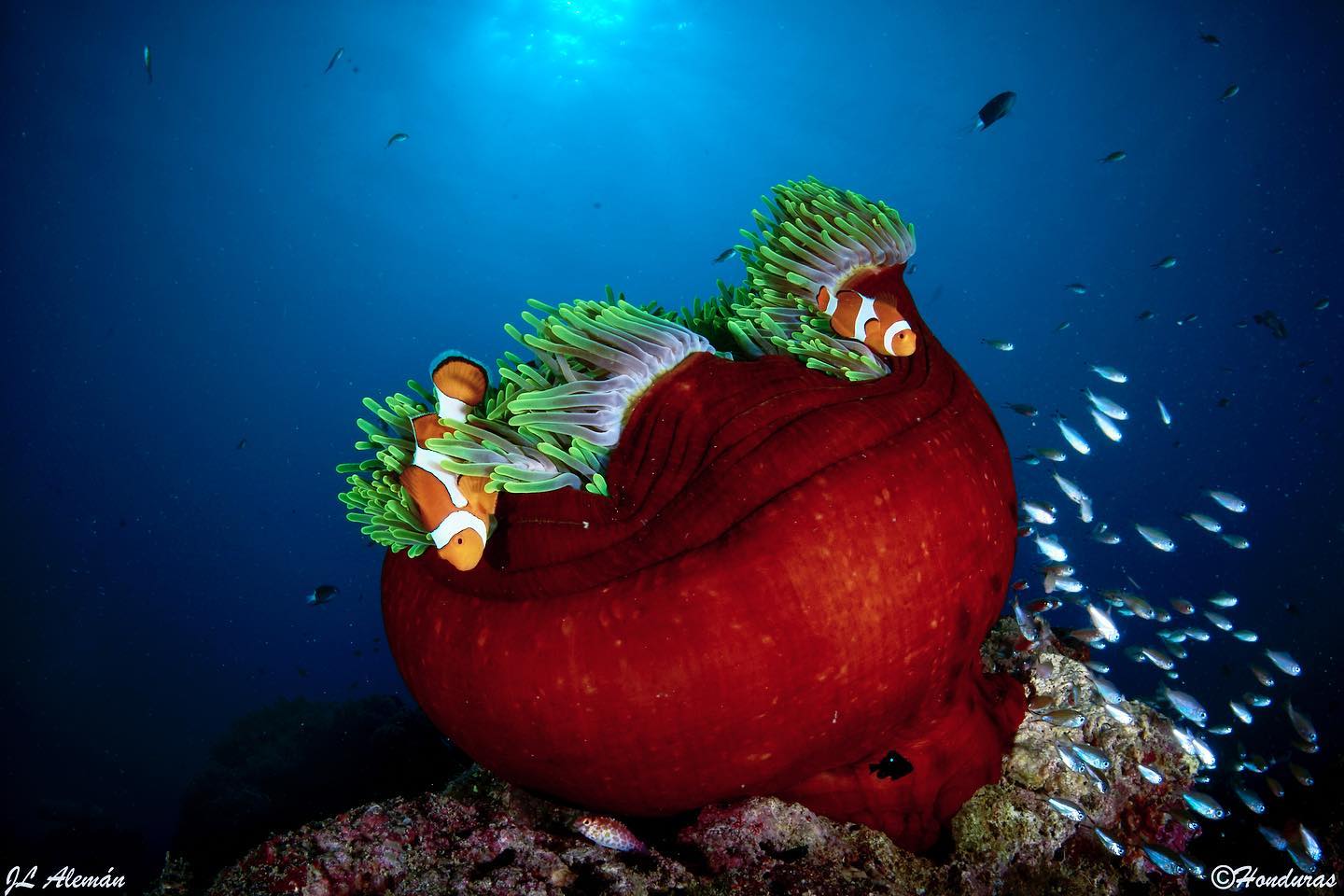 Ondina dive cruises in Cenderawasih