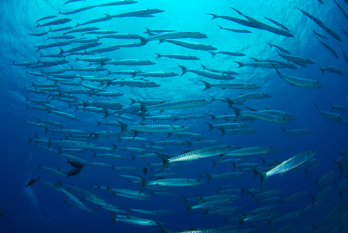 School of Barracuda fish in Palau
