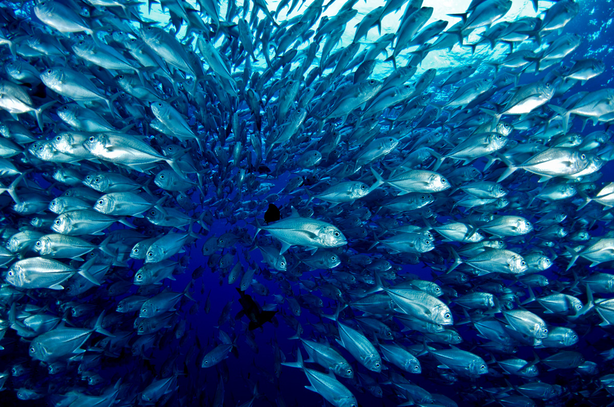 School of Jack fish in Palau
