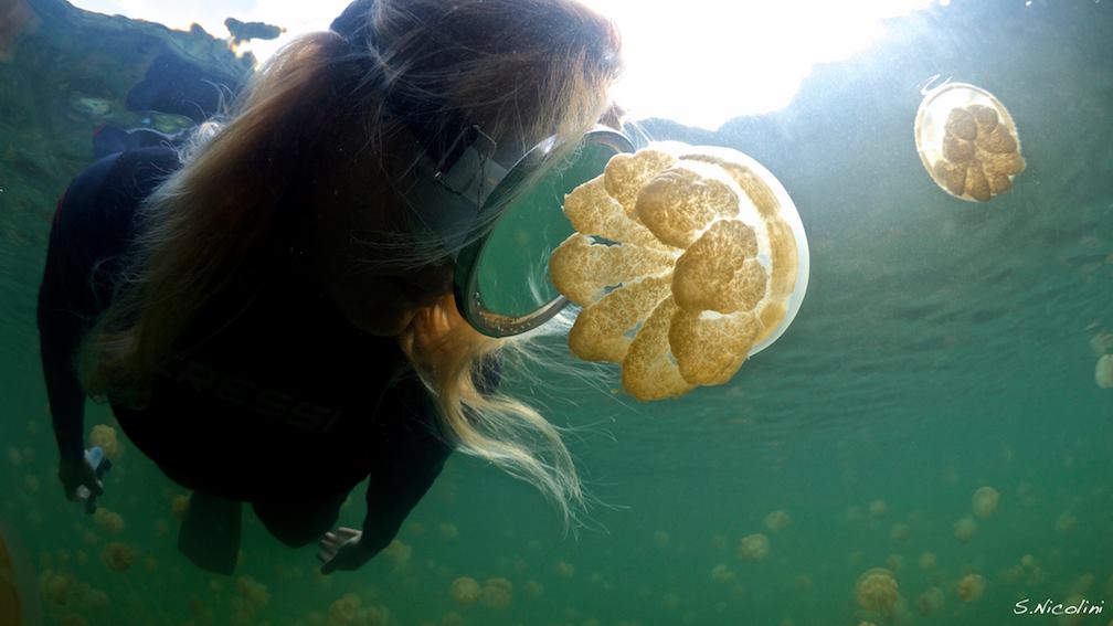 Diver swims in Palau's Jellyfish Lake
