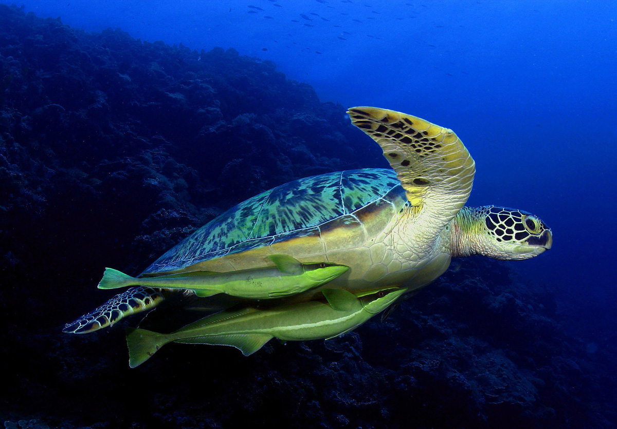 Green sea turtle in Palau
