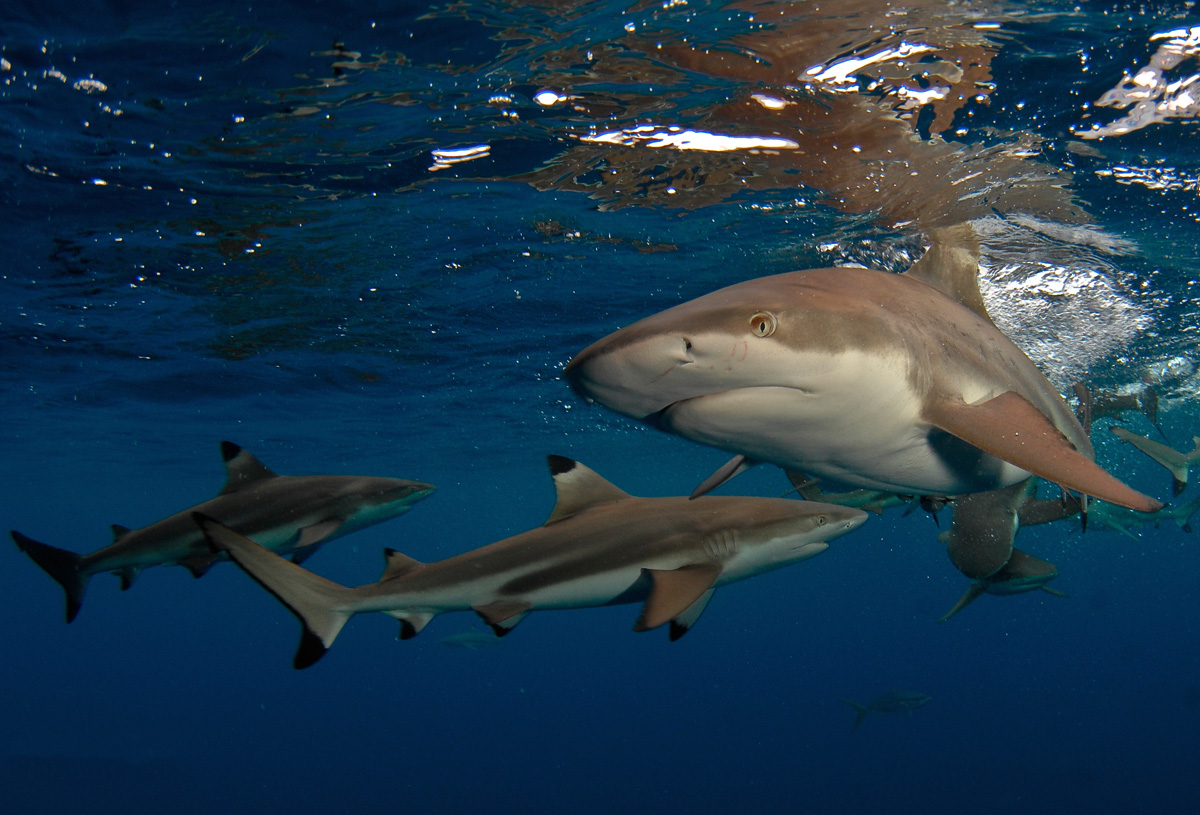 Reef sharks in Palau
