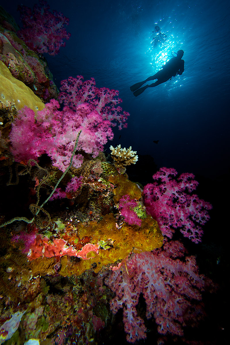 Diver in Palau’s wall dive site
