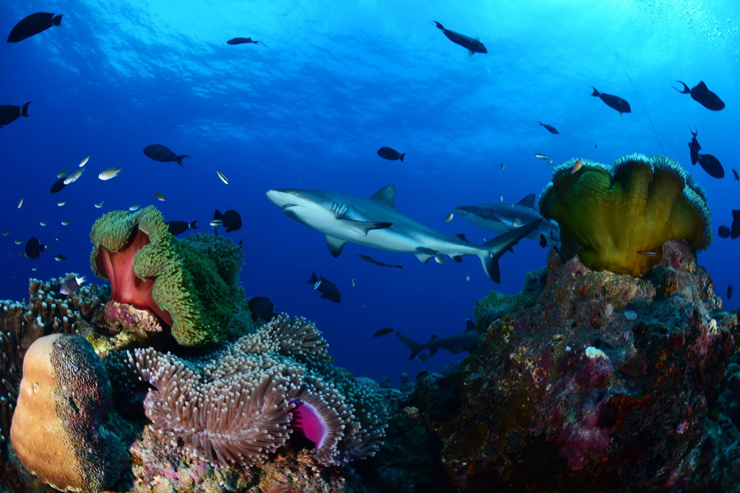 Febrina Liveaboard diving in Papua New Guinea
