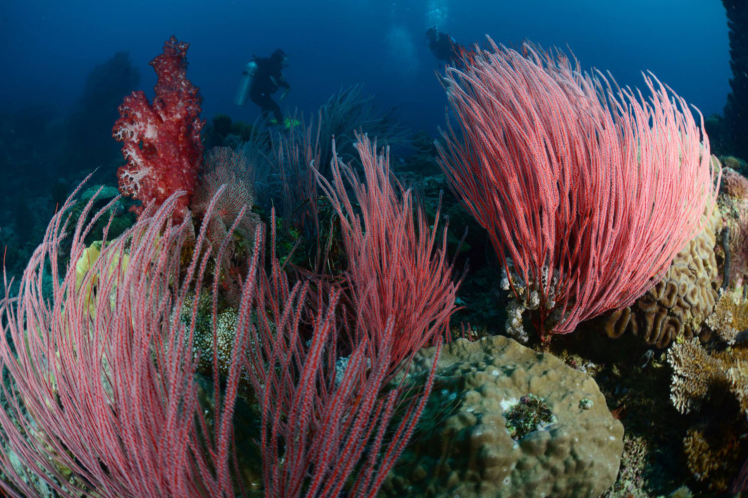 Walindi Plantation Resort diving in Papua New Guinea
