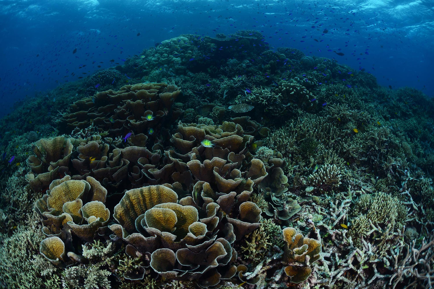 Walindi Plantation Resort diving in Papua New Guinea

