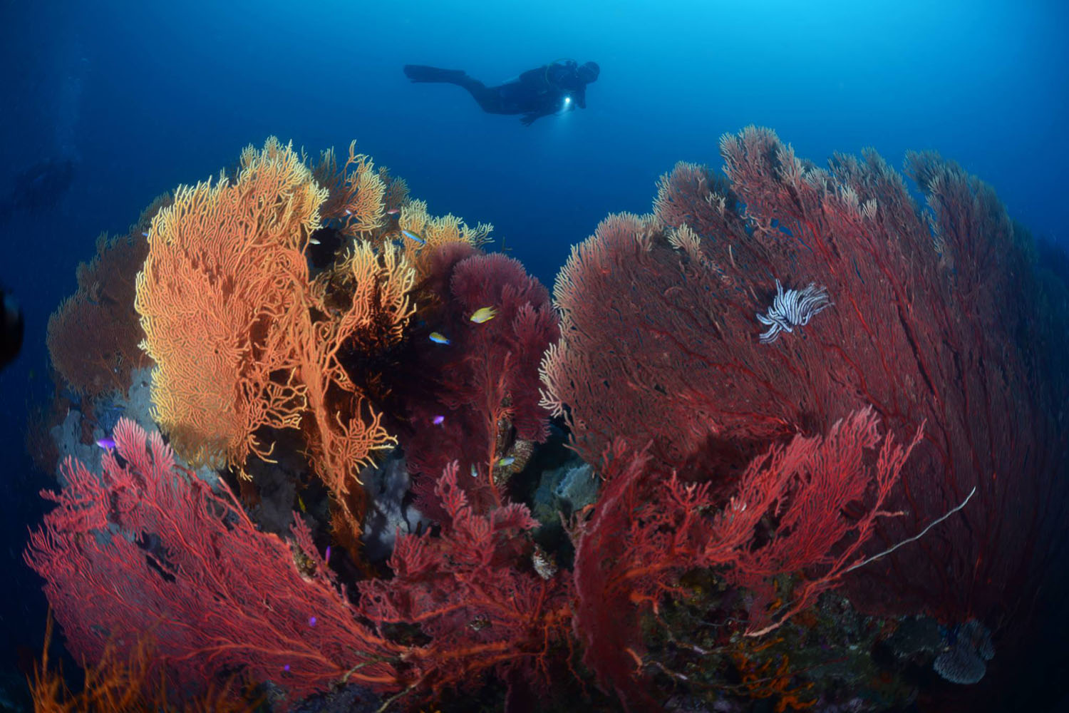 Walindi Plantation Resort diving in Papua New Guinea
