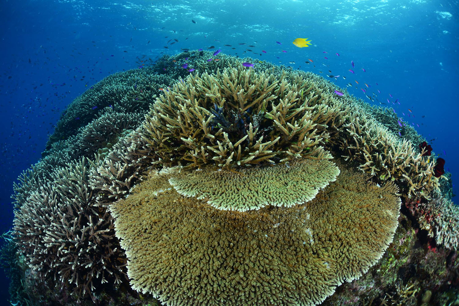 Walindi Plantation Resort diving in Papua New Guinea
