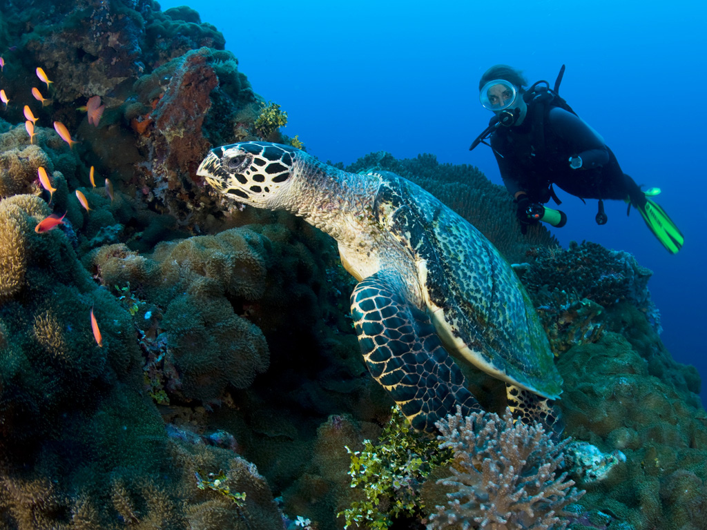 Tufi Resort diving in Papua New Guinea
