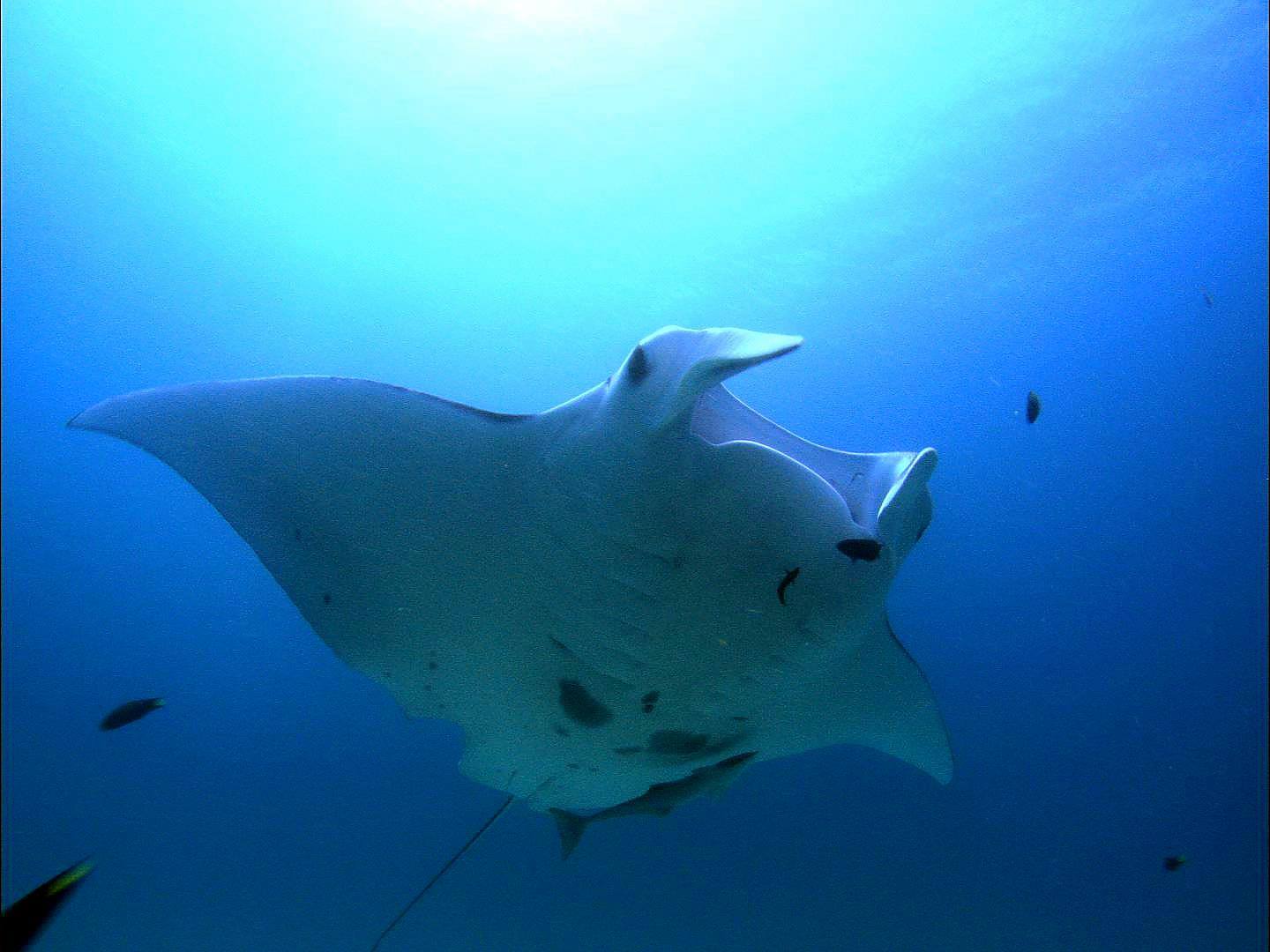 Tawali Resort diving in Papua New Guinea
