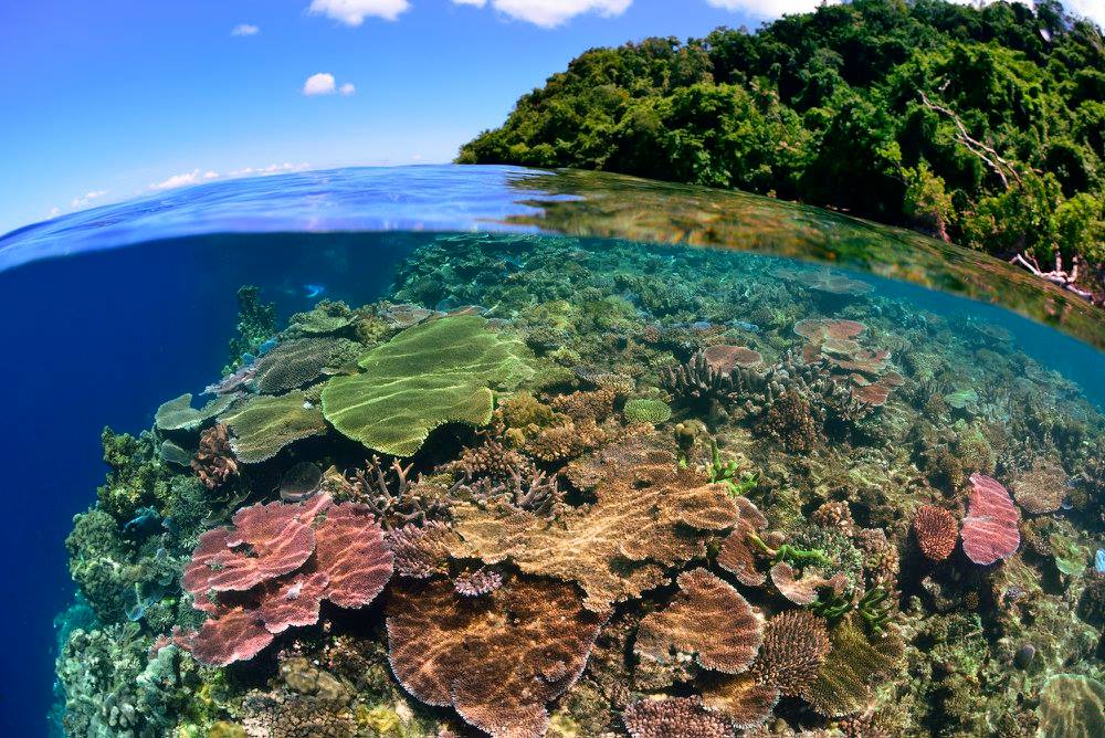 Tawali Resort diving in Papua New Guinea
