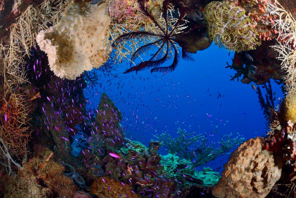 Tawali Resort diving in Papua New Guinea
