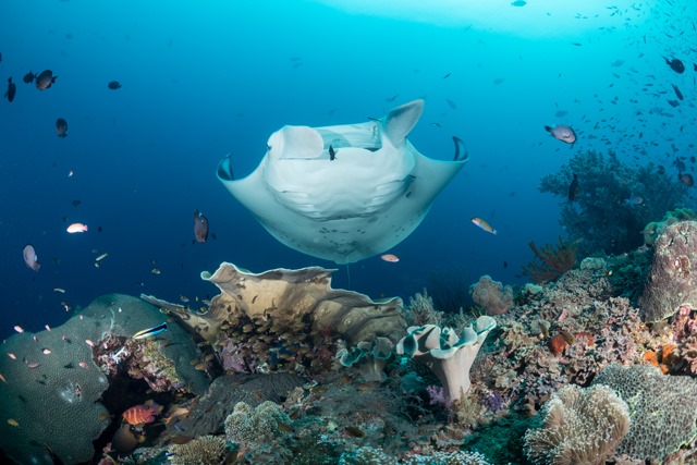 Diving with manta birostris in Indonesia