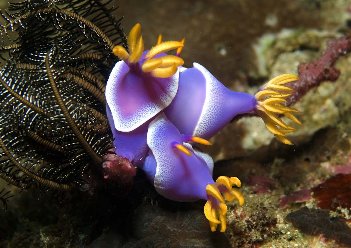 Hypselodoris Apolegma in Raja Ampat with Pindito