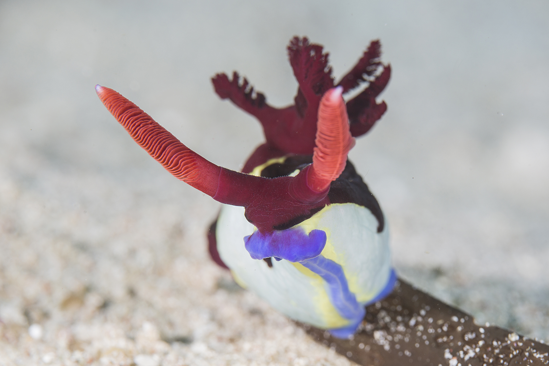 Nembrota purpureolineata in Raja Ampat with Pindito