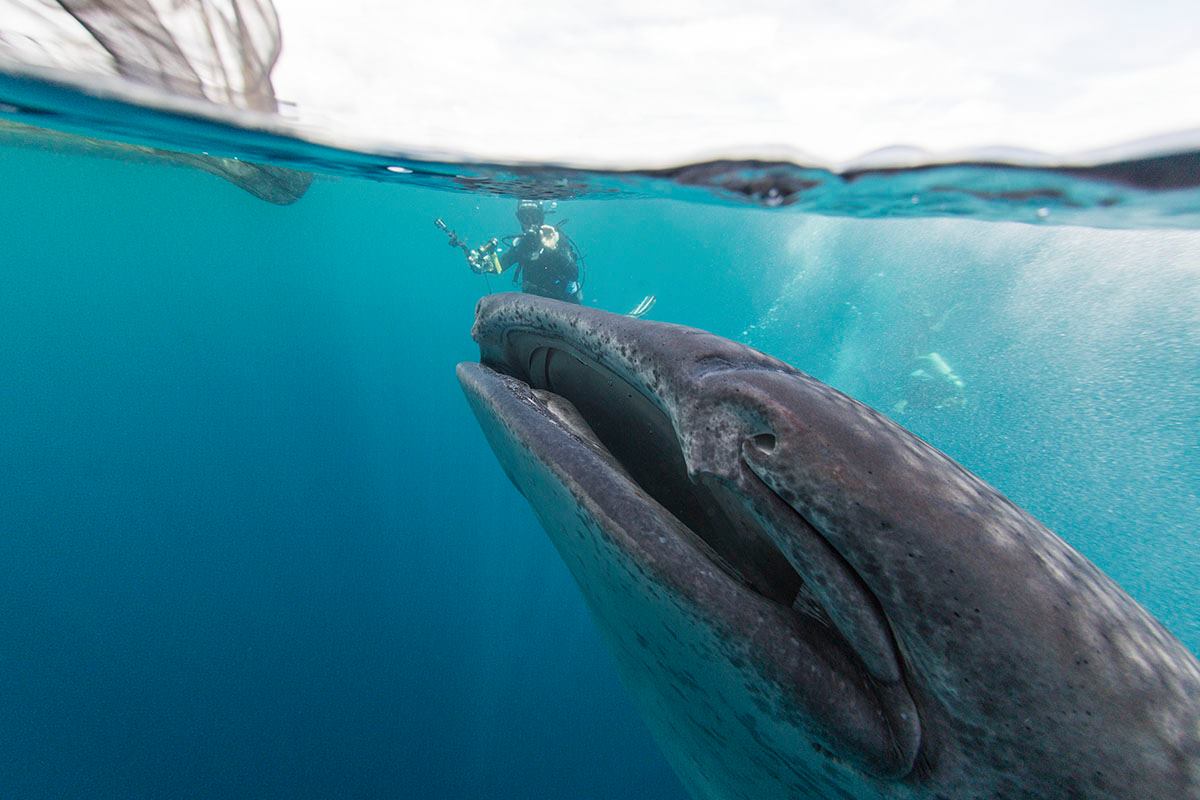 Whale shark diving in Indonesia with Pindito