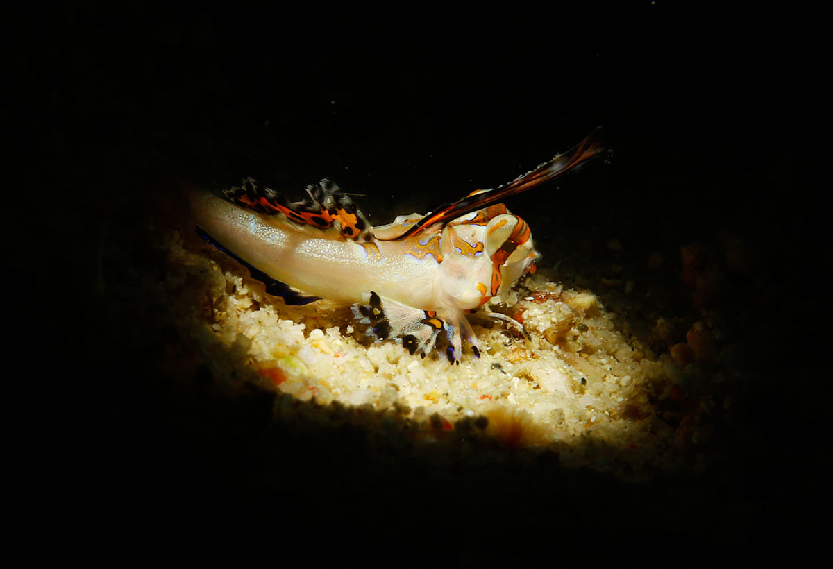 Nudibranch in night dive in Raja Ampat with Pindito